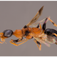 Illustration for article titled Harry Potter Fans Name Brain-Paralyzing Wasp After Dementors, Natch